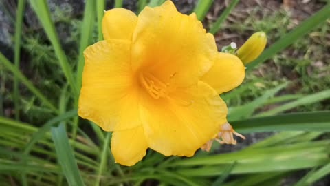 Daylily