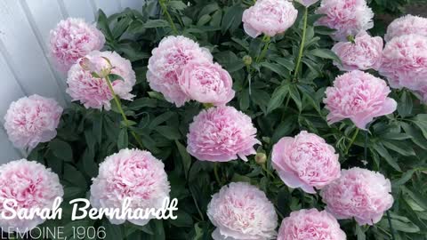 Canadian Peony Society Virtual Show