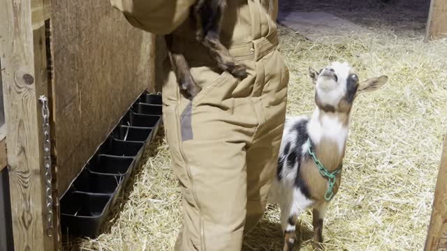 Goat Does a Trick