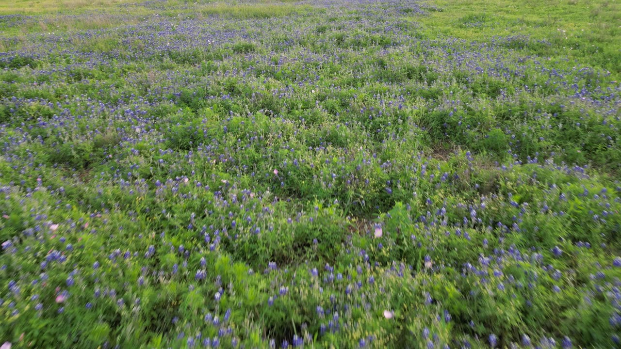 Bluebonnets