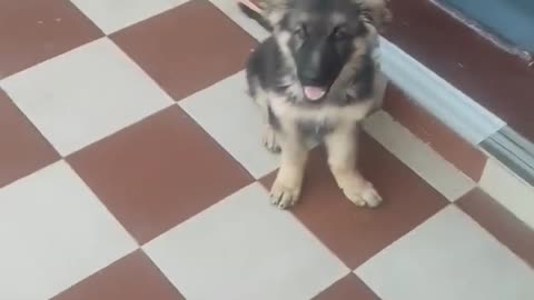 GermanShepherddog