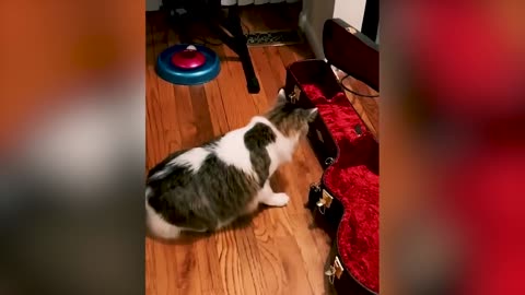 Funniest Animal Videos Cats invited to the Dog Party