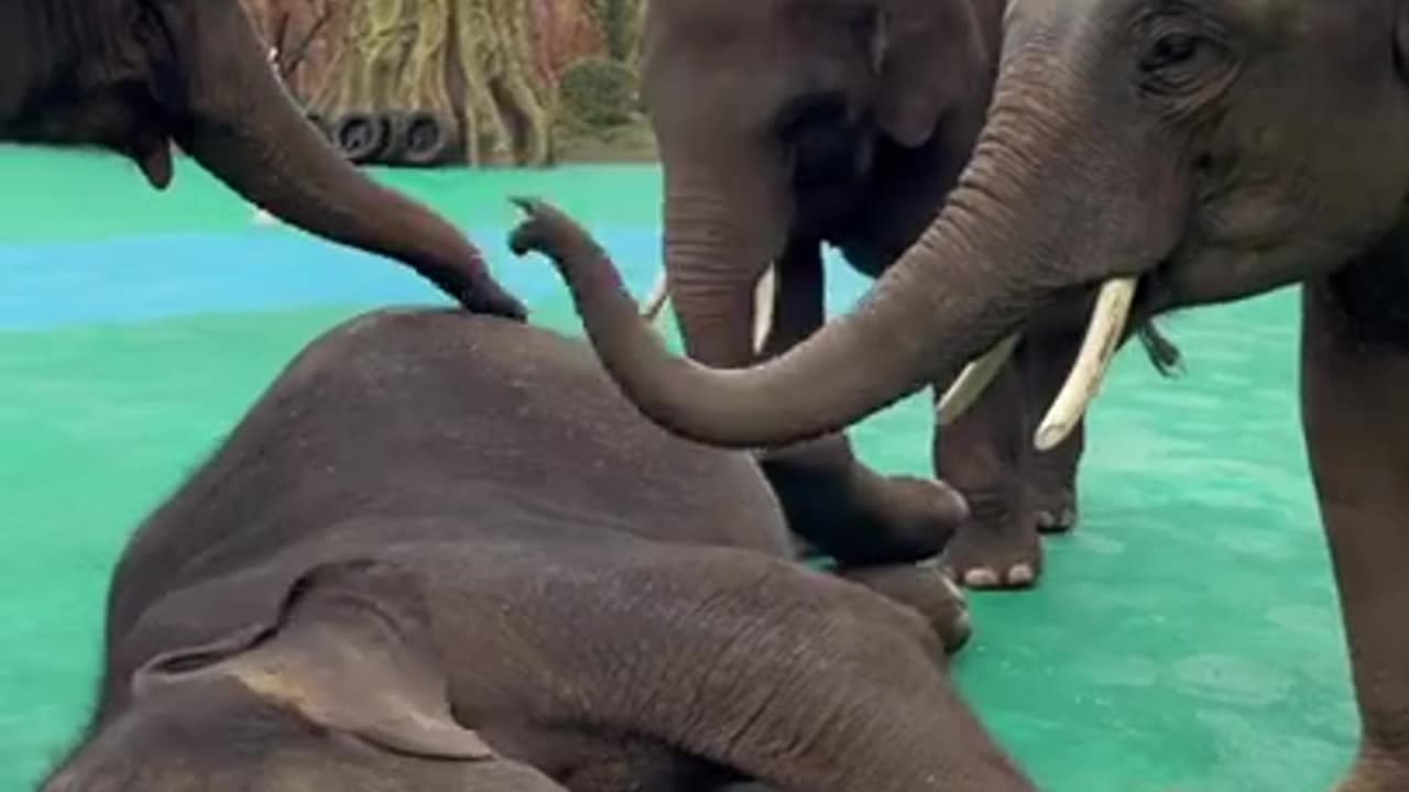 Most Funny Wild Animal - Cutest baby Elephant Videos