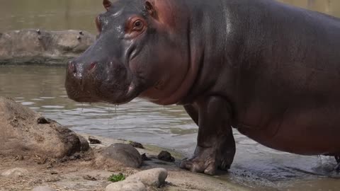 The hippo is out of the bath