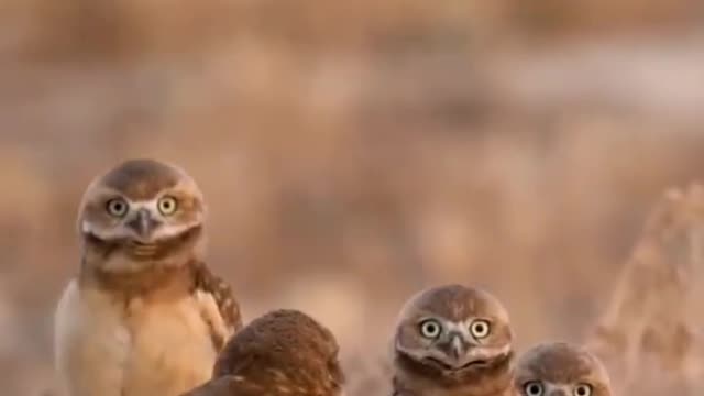 owl