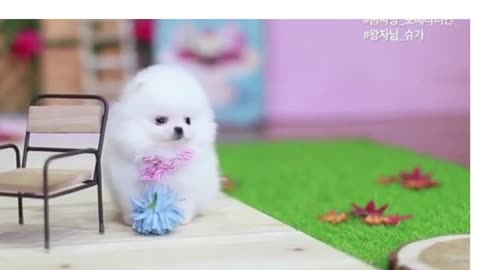 Very Cute Pomeranian Puppy.