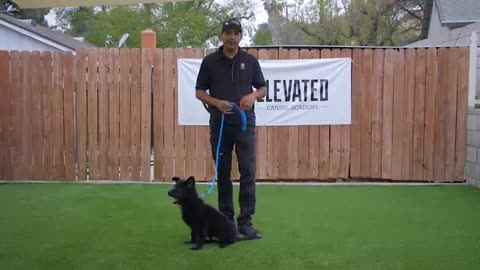 DOG TRAINING FUNDAMENTALS: LESSON