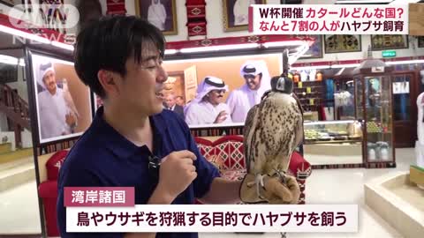 【W杯開催】カタールはどんな国 約7割の人が「ハヤブサ」を飼育 最高額は3800万円(2022年11月15日)_1