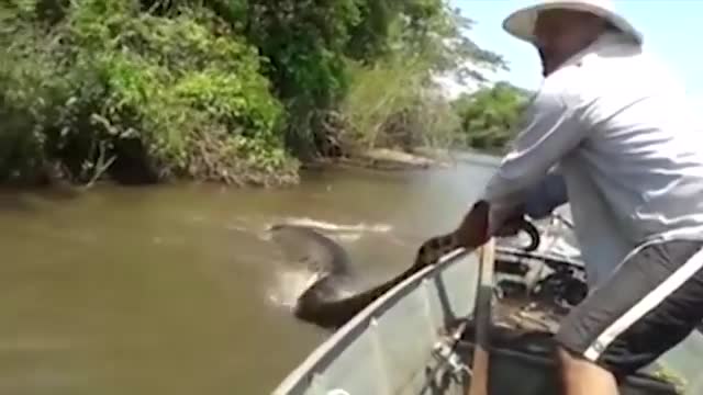 man grabs giant snake from the water