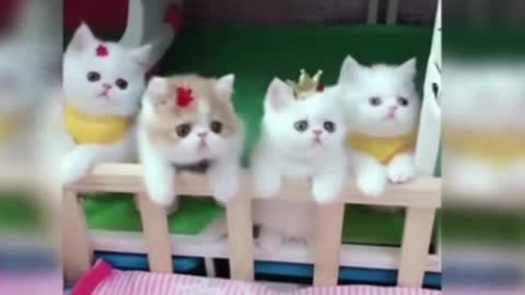 Cute kittens dancing together| funny viral video|