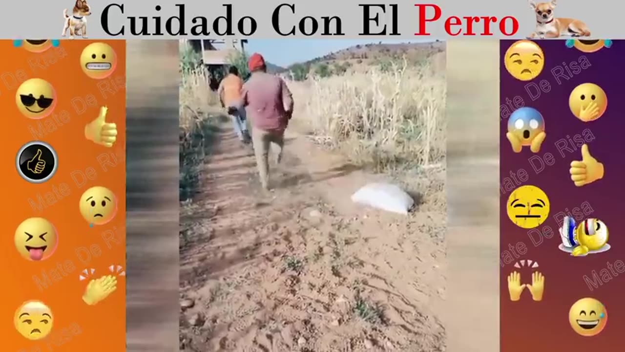 Miedo de los falsos perros