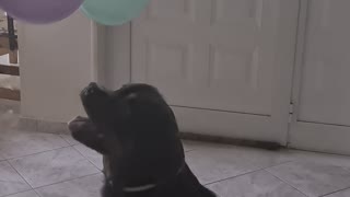 Funny video with dog playing with balloons