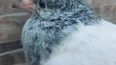 what a beautiful pigeon