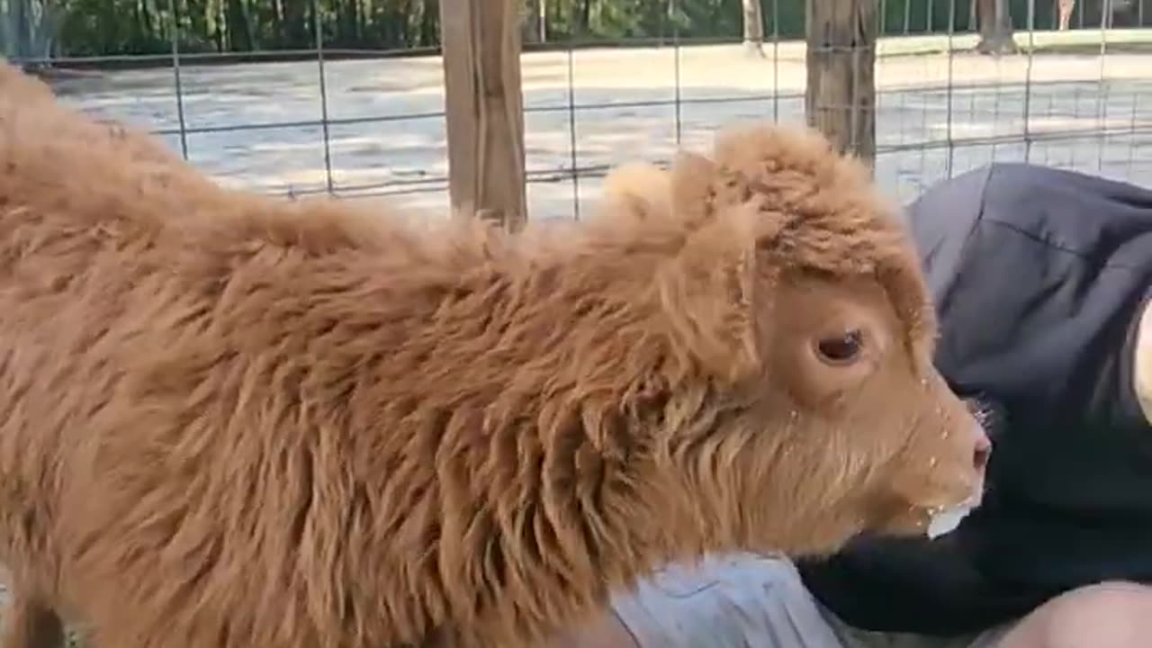 Baby Highland Cow! #shorts