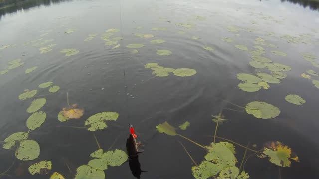 go pro fishing