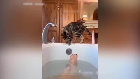 Funny Animal Videos 2023