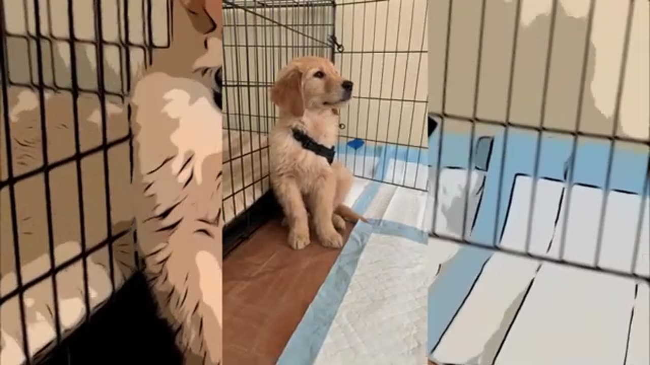 Waking up at 5AM to pick up our puppy! | Ryder Throwbacks Ep 1