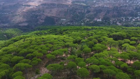 beautiful forest / dense forest