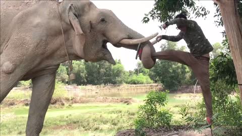 elephant and man stunt