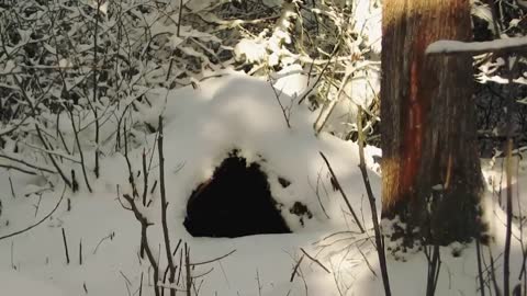 Man Saved this Wolf and her Cubs, but 4 Years later THIS happens...