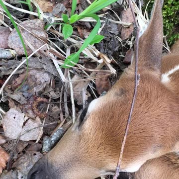 baby deer , up close and personal , once in a life time