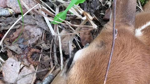 baby deer , up close and personal , once in a life time