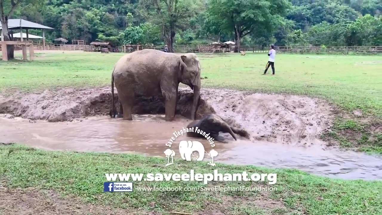 TOP 10 FUNNY BABY ELEPHANT PLAYING