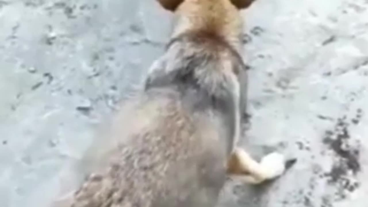 Dog vs Hen