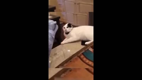 Funny Cat