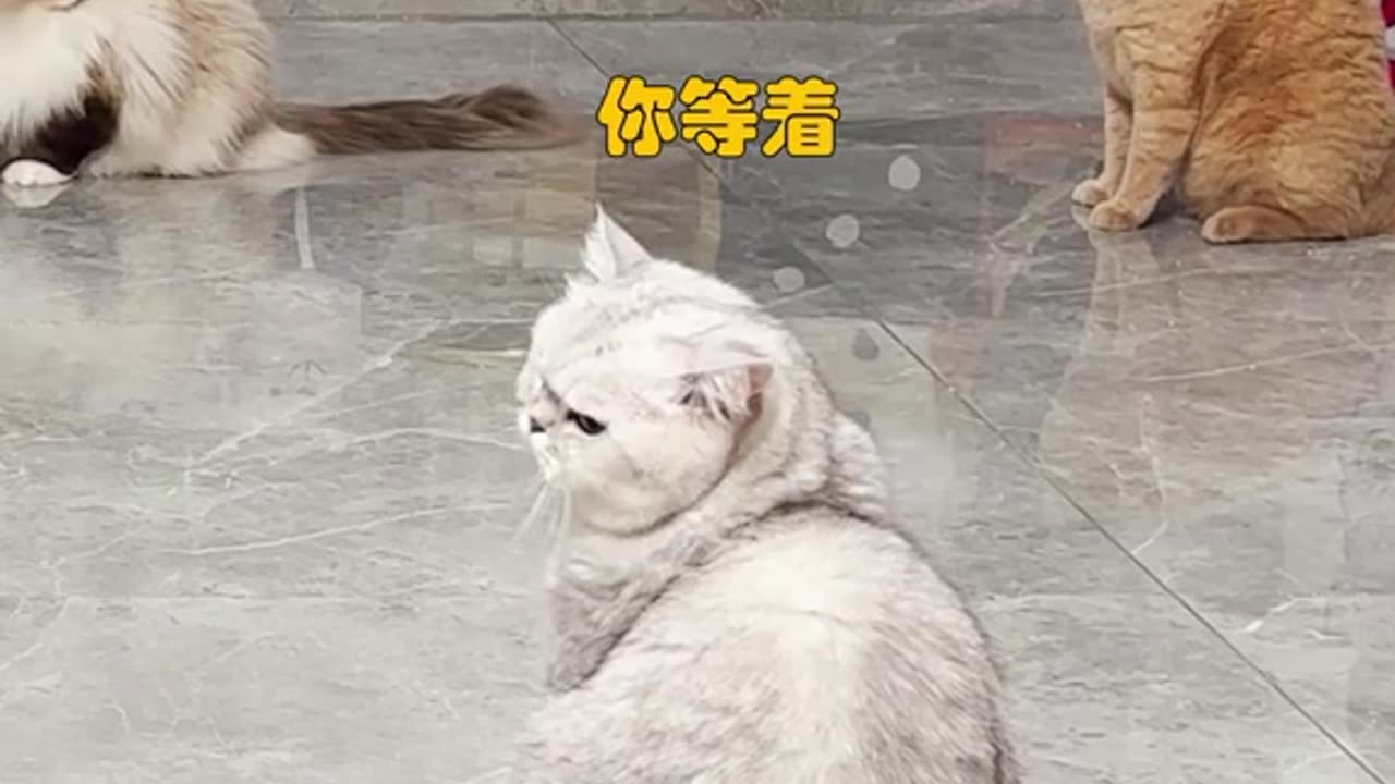 Funny cat