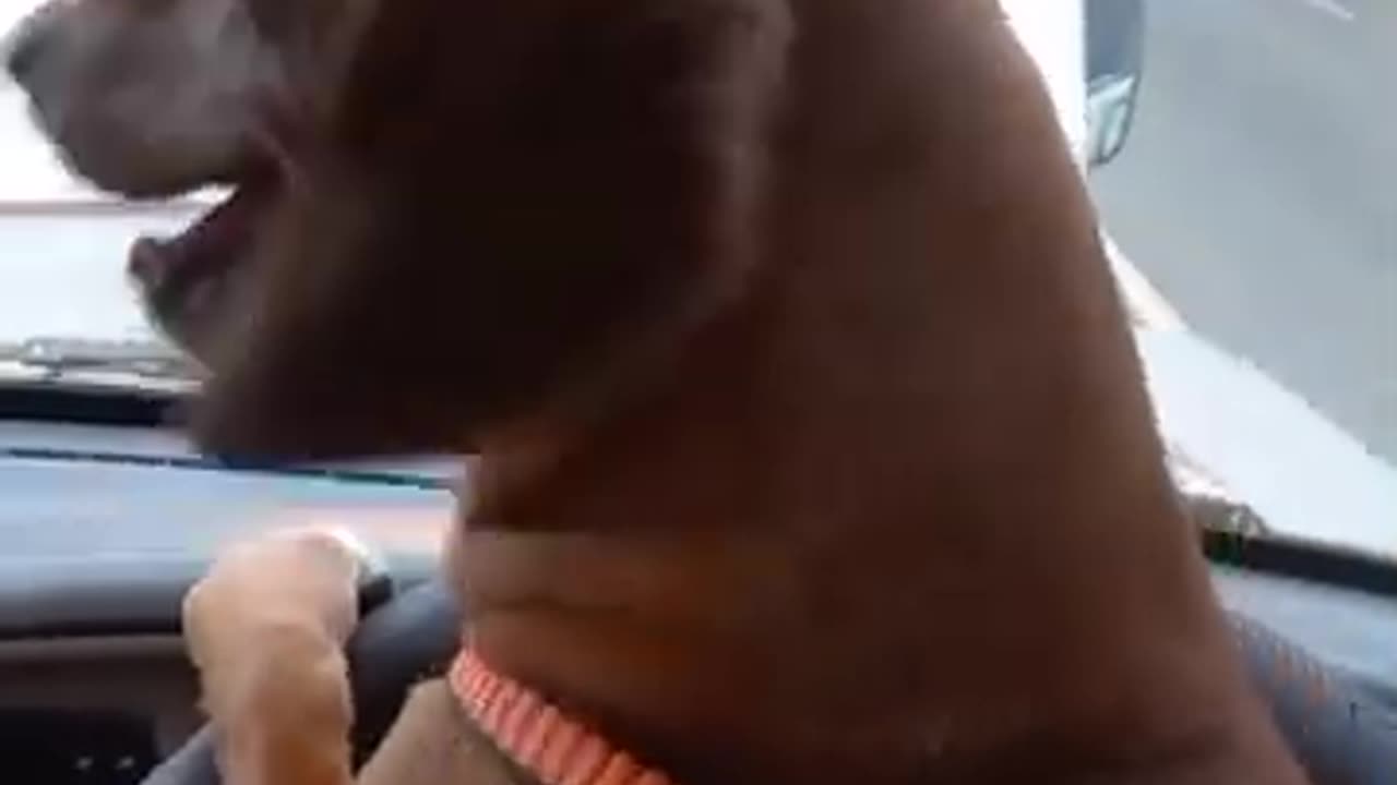 Dog Likes Driving #pets #dogowner #dog #funny #viral #trending #cute #cutedog #laugh #petlaughter
