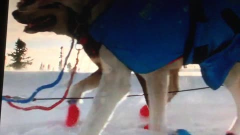 Run Dogs Run - Iditarod 2023