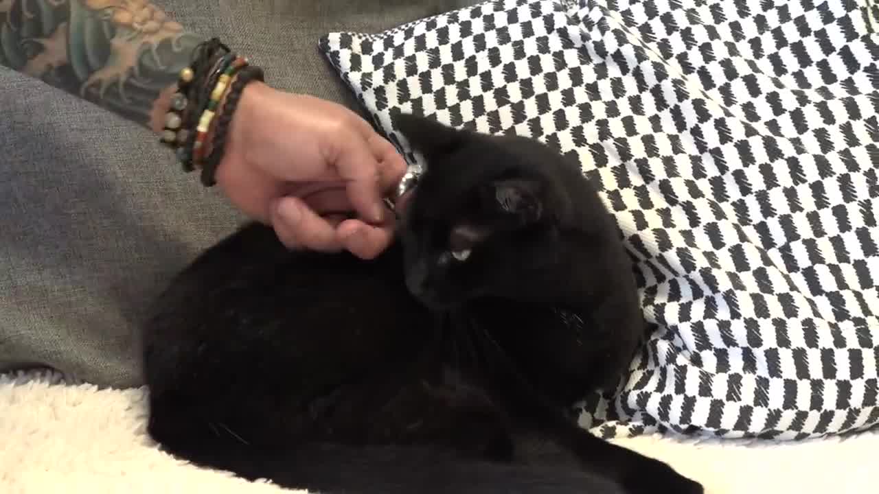 Cat Petting 101