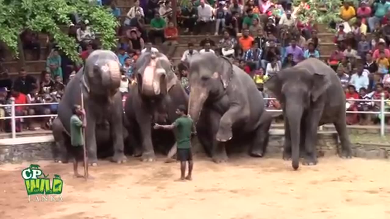 Elephants Dance At Dehiwala National Zoo (Sri Lanka) -