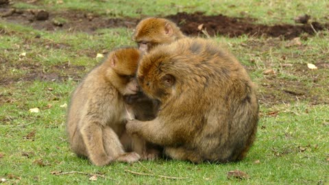 The gentle, polite monkey family