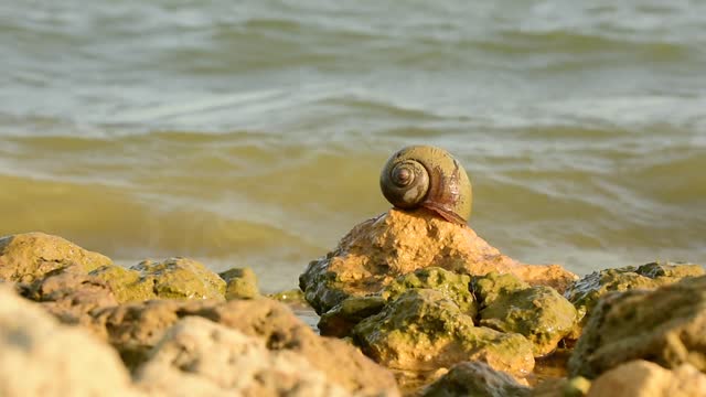 Video of a Snail at the Coast of Rocky Beach