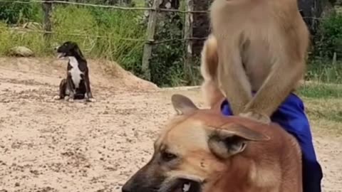 Monkey playing with 🐕🐕🐕