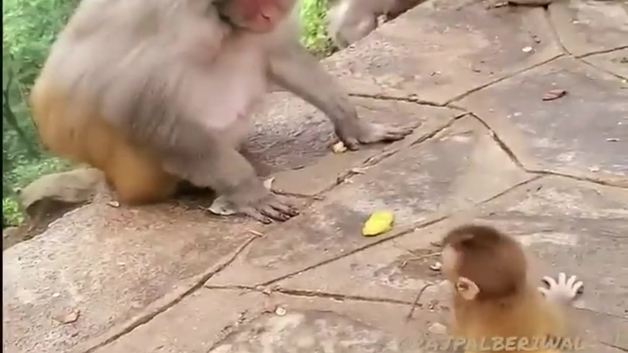 Animal love for his cub