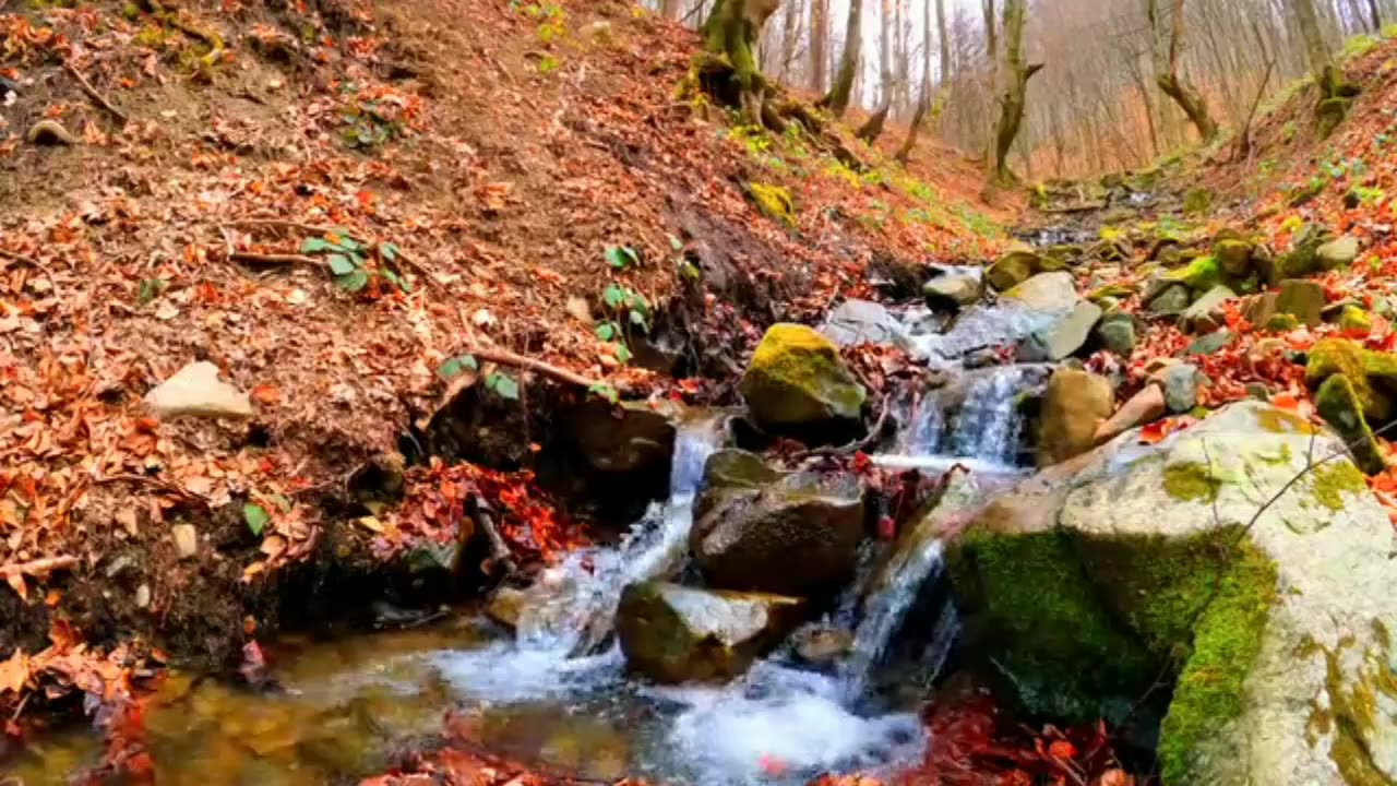 FOREST WATERFALLS