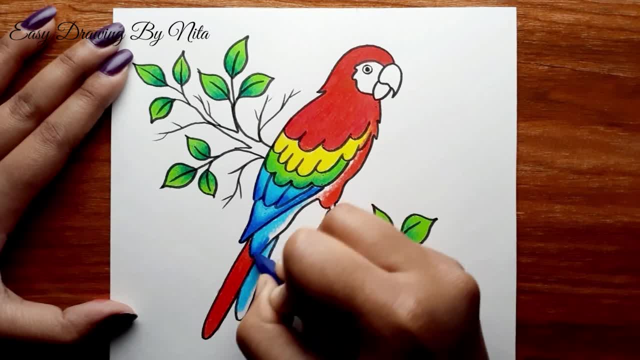 Parrot Drawing Step by Step -- How to Draw Parrot -- Parrot Drawing Colour