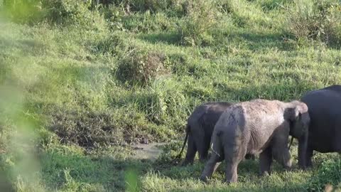 nice elephant family