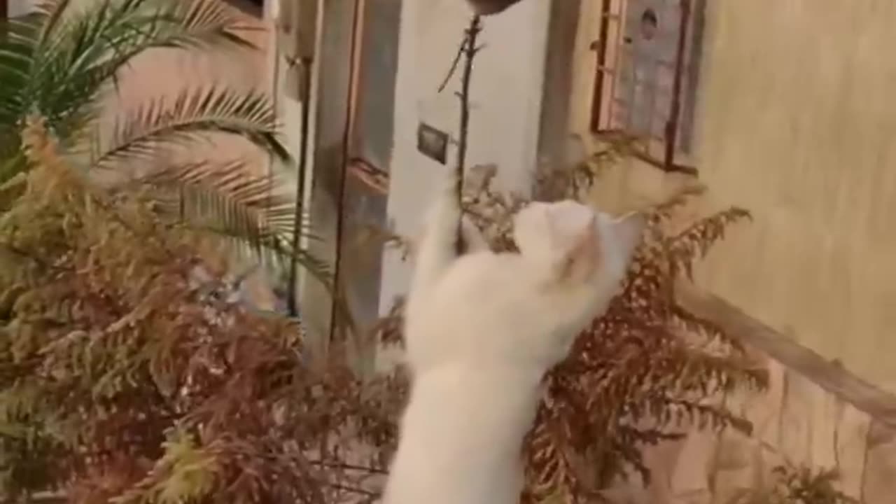 Funny Animal Video