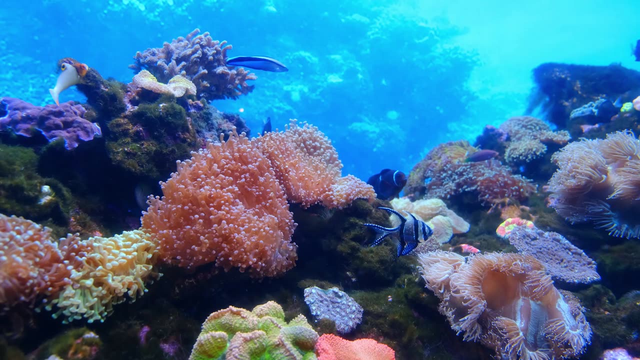 Landscape on the sea and beautiful fish.