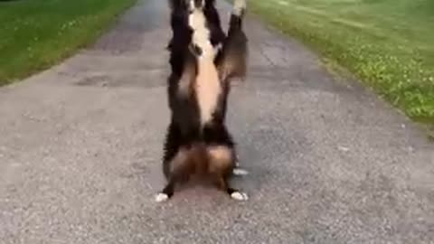 A beautiful Dog Dance video 😳