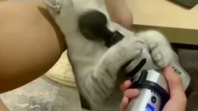Happy cat