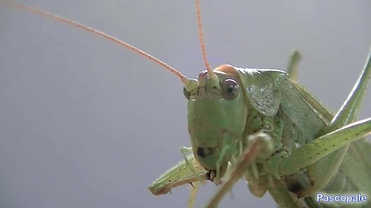 La Grande sauterelle verte