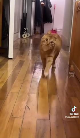Lovely sweet cats funny videos