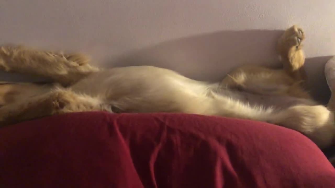 Golden Retriever Sleeps Wedged Between Pillow and Wall on Its Back