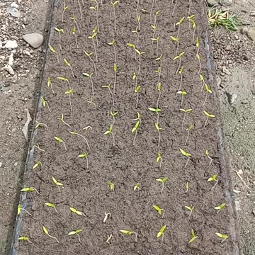 Penjemuran Bibit Cabai Tumbuh Hari ke 9 Setelah Semai | Pertanian Cabai Atau Rica PART 3