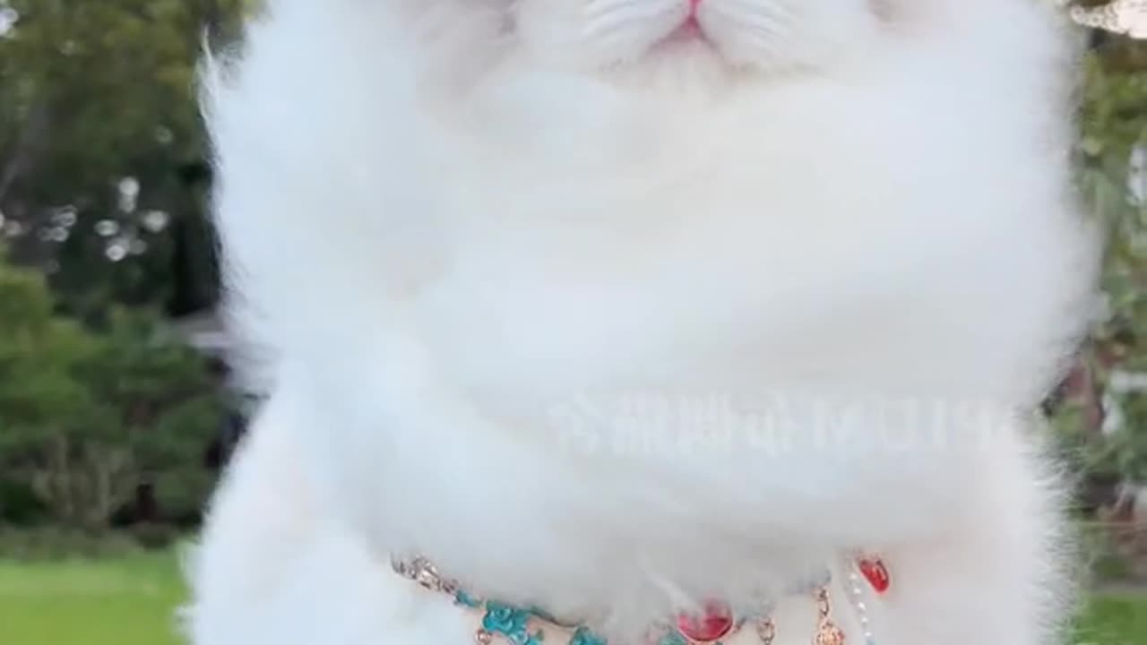 Beautiful cat ever seen | cats beauty